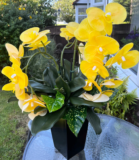 Yellow Orchid Display
